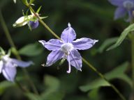 Campanulastrum americanum