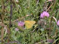 Trifolium pratense