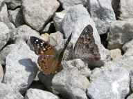 Hackberry Emperor Butterflies