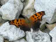 Grey Comma Butterfly