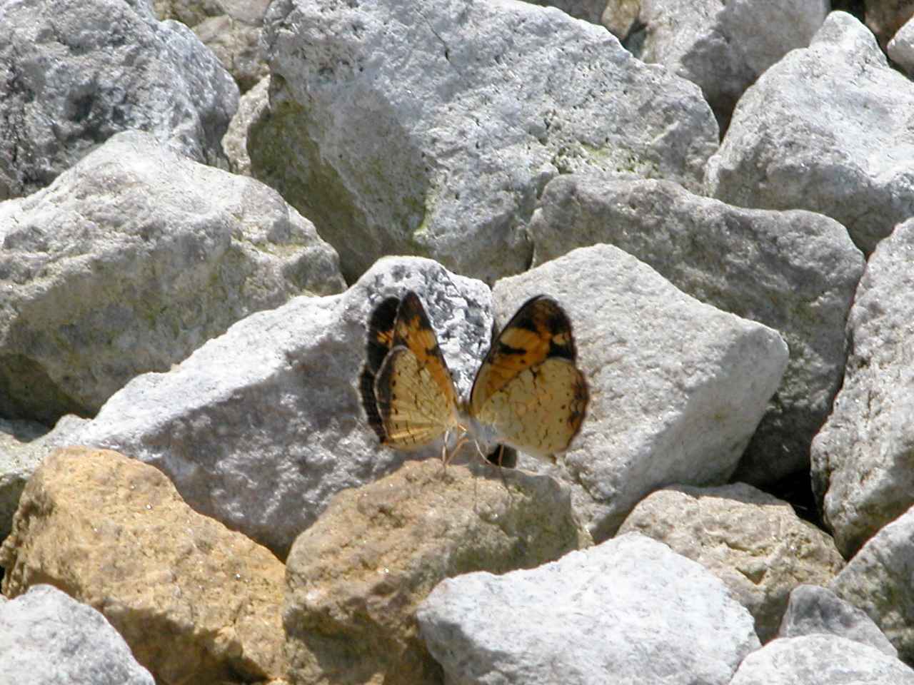Pearl Crescent Butterflies