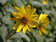 Helianthus strumosus