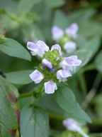 Prunella vulgaris