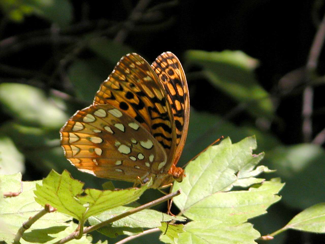 Great Spangled Fritillary Butterfly