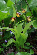 Cypripedium parviflorum var. makasin