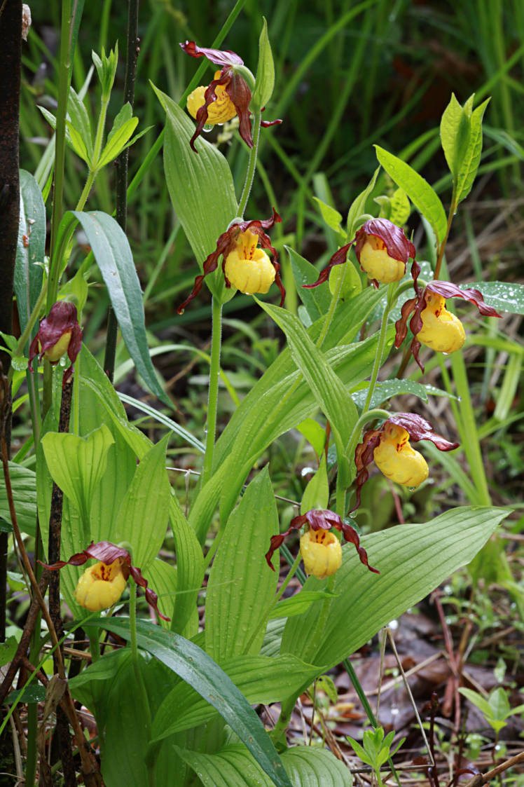 Northern Small Yellow Lady's Slipper