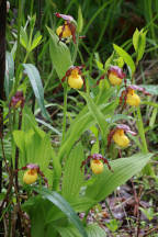 Cypripedium parviflorum var. makasin