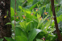 Cypripedium parviflorum var. makasin