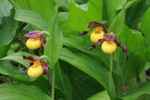 Cypripedium parviflorum var. makasin