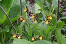 Cypripedium parviflorum var. makasin