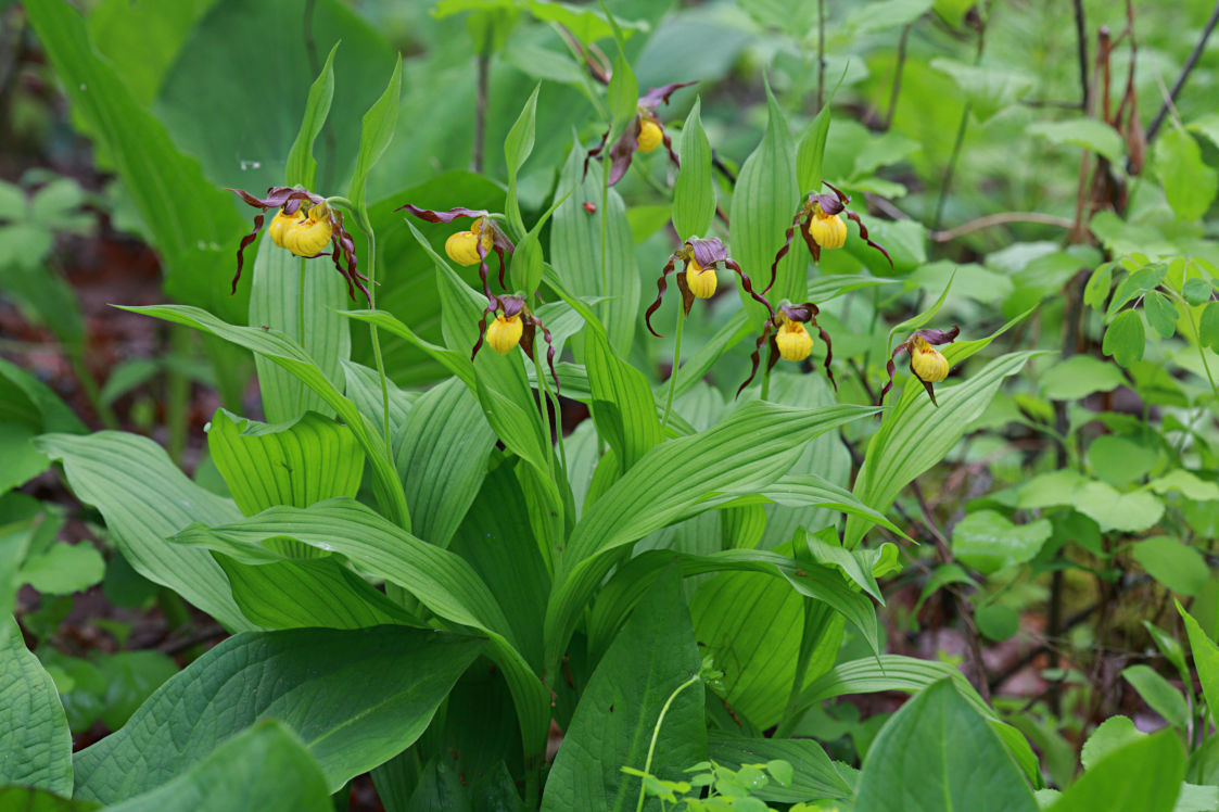 Northern Small Yellow Lady's Slipper