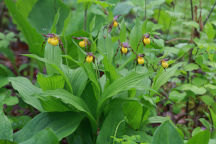 Cypripedium parviflorum var. makasin