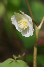 Podophyllum peltatum