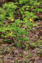 Cypripedium parviflorum var. pubescens