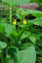 Cypripedium parviflorum var. makasin