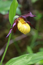 Northern Small Yellow Lady's Slipper