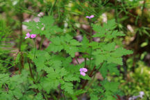 Geranium robertianum