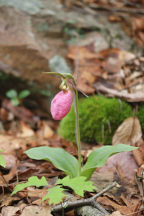 Cypripedium acaule