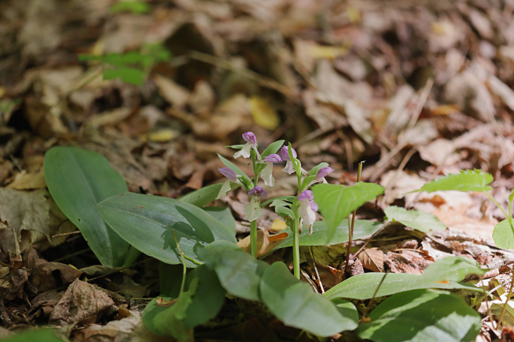Showy Orchid