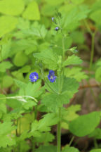 Veronica chamaedyrs