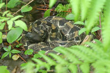 Timber Rattlesnake