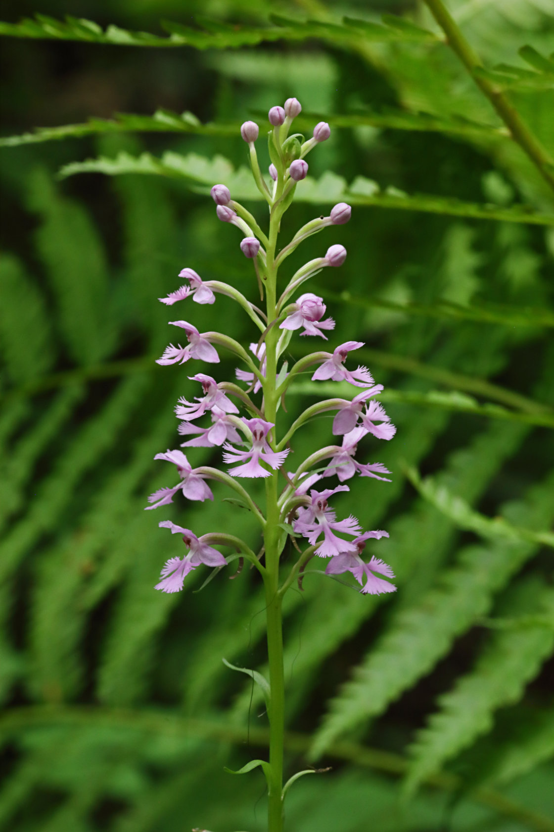Small Purple Fringed Orchid