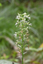 Green Fringed Orchid