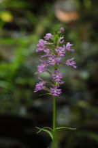 Platanthera psycodes