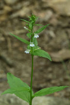 Lobelia inflata