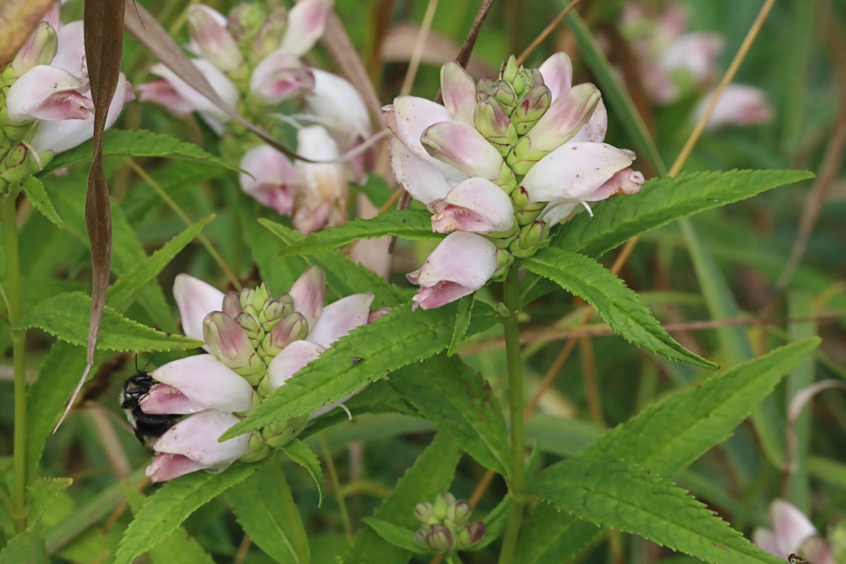 White Turtlehead