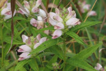 Chelone glabra