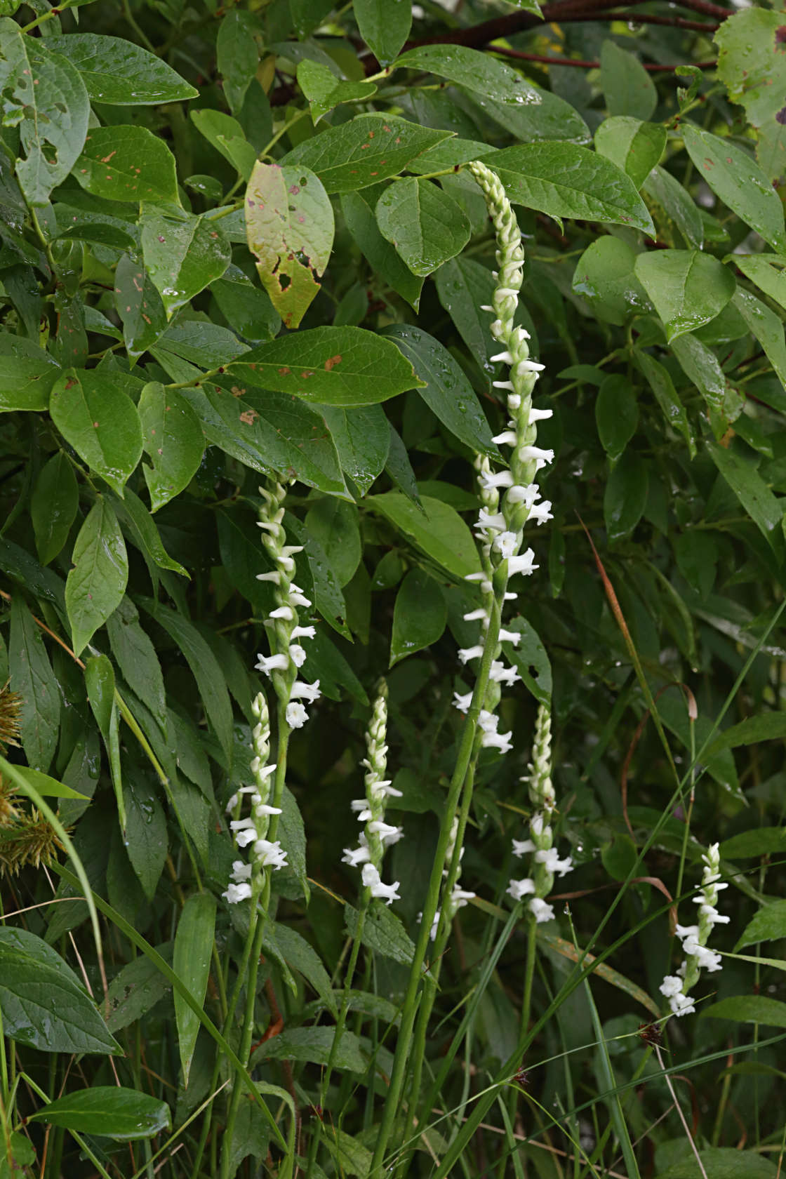 Appalachian Ladies' Tresses