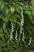 Spiranthes arcisepala