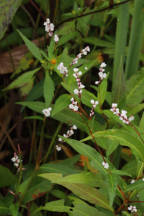 Polygonum hydropiperoides