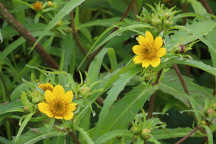 Bidens cernua