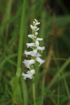 Spiranthes cernua