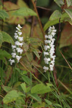 Spiranthes cernua