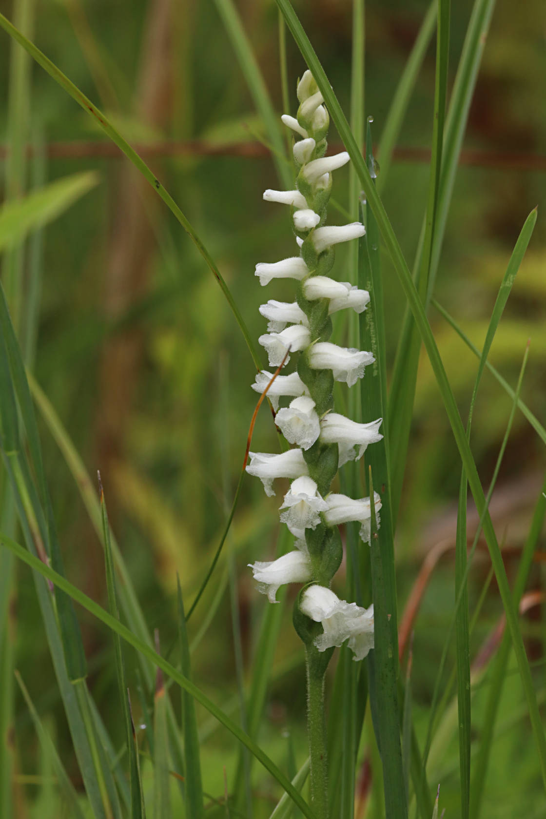 Nodding Ladies' Tresses