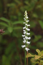 Spiranthes cernua