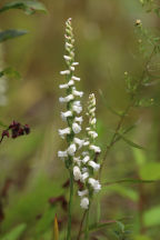 Spiranthes arcisepala