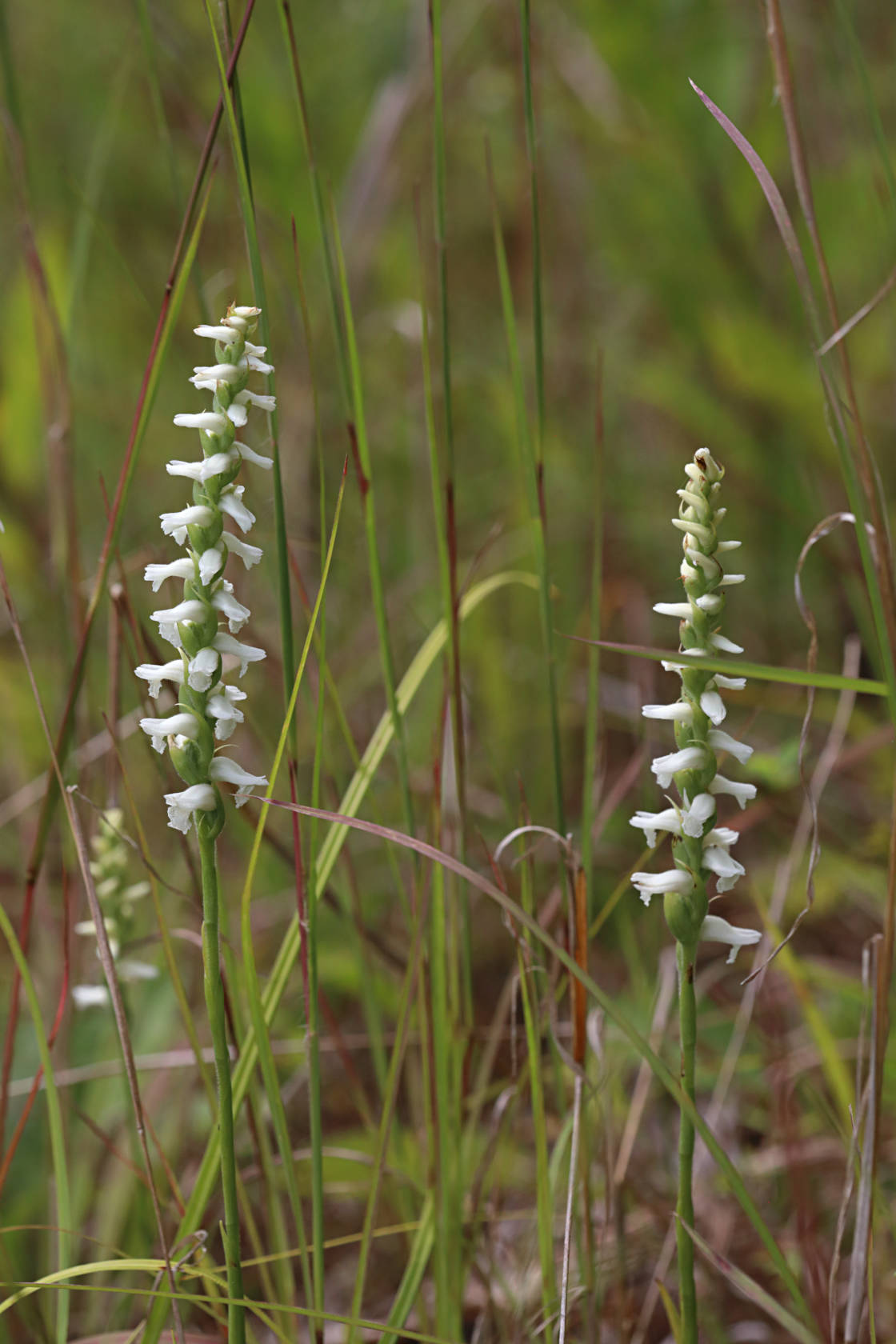 Nodding Ladies' Tresses