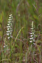 Spiranthes cernua