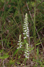 Spiranthes cernua