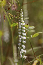 Spiranthes arcisepala