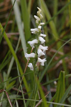 Spiranthes arcisepala