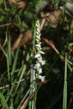 Spiranthes arcisepala