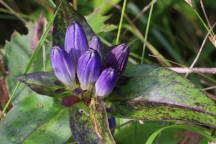 Gentiana clausa