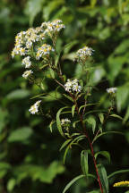 Doellingeria umbellata