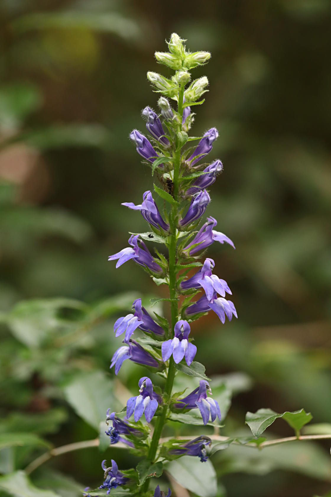 Great Blue Lobelia