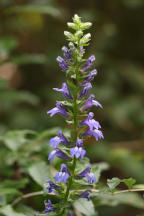 Great Blue Lobelia